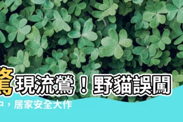 【野貓跑進家裡怎麼辦】驚現流鶯！野貓誤闖家中，居家安全大作戰