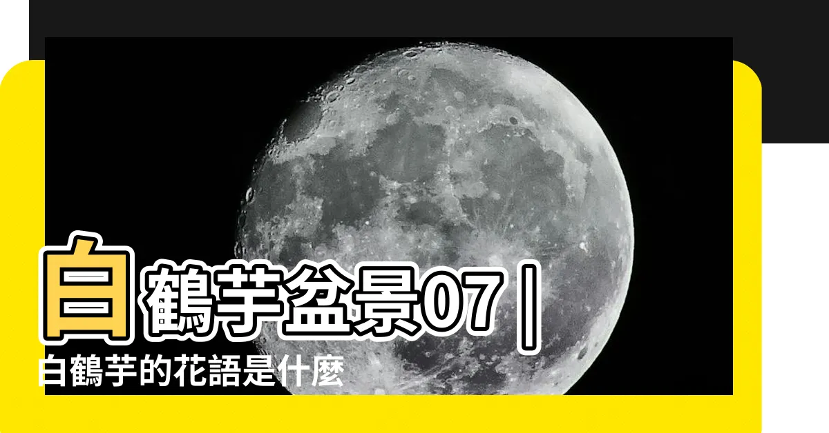 【白鶴芋花語】白鶴芋盆景07 |白鶴芋的花語是什麼 |白掌的花語是什麼 |