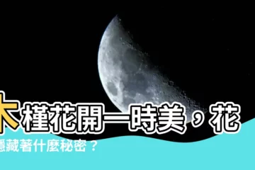 【木槿花花語】木槿花開一時美，花語隱藏著什麼秘密？揭曉花語，送禮不失禮！