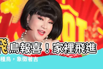 【鳥飛進家裡代表什麼】飛鳥報喜！家裡飛進這3種鳥，象徵著吉祥如意，福氣來臨