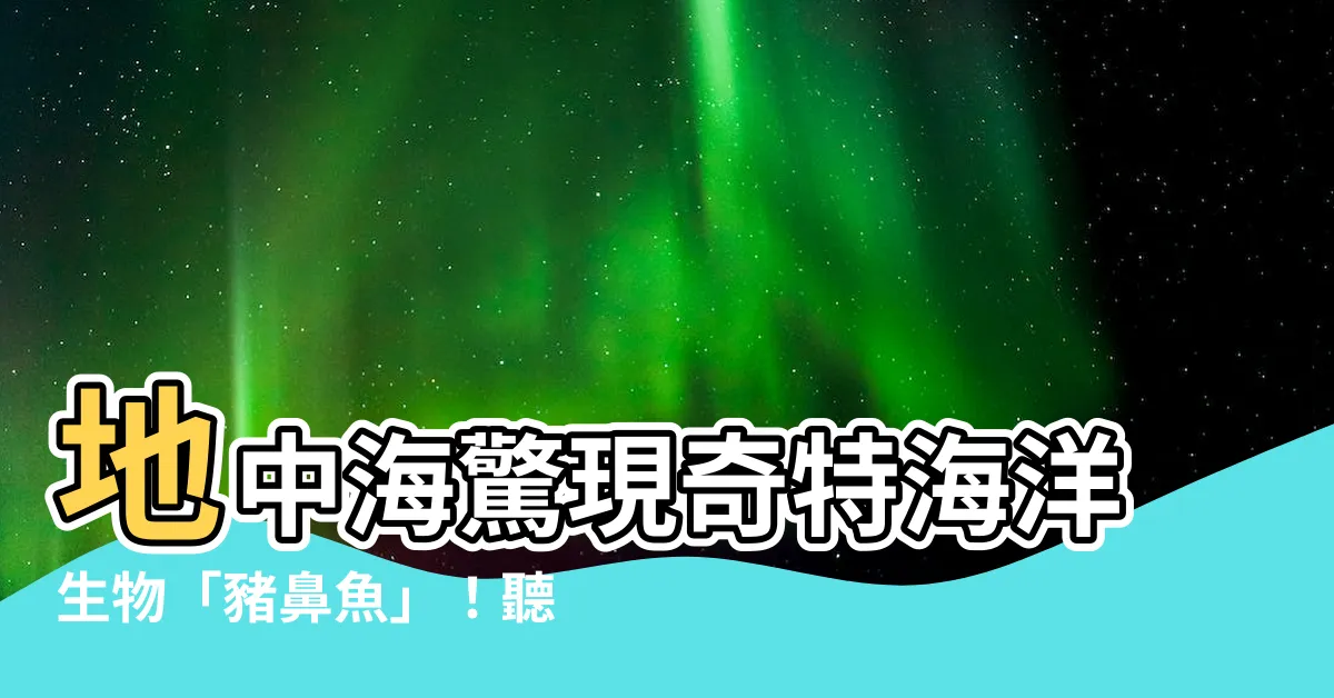 【豬鼻魚】地中海驚現奇特海洋生物「豬鼻魚」！聽聞牠發出豬一樣的咕嚕聲！