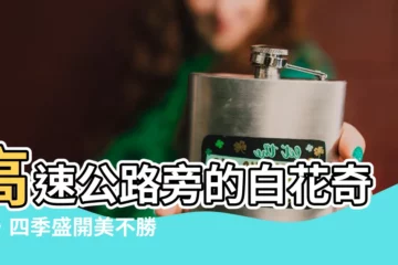 【高速公路旁的白花】高速公路旁的白花奇觀，四季盛開美不勝收