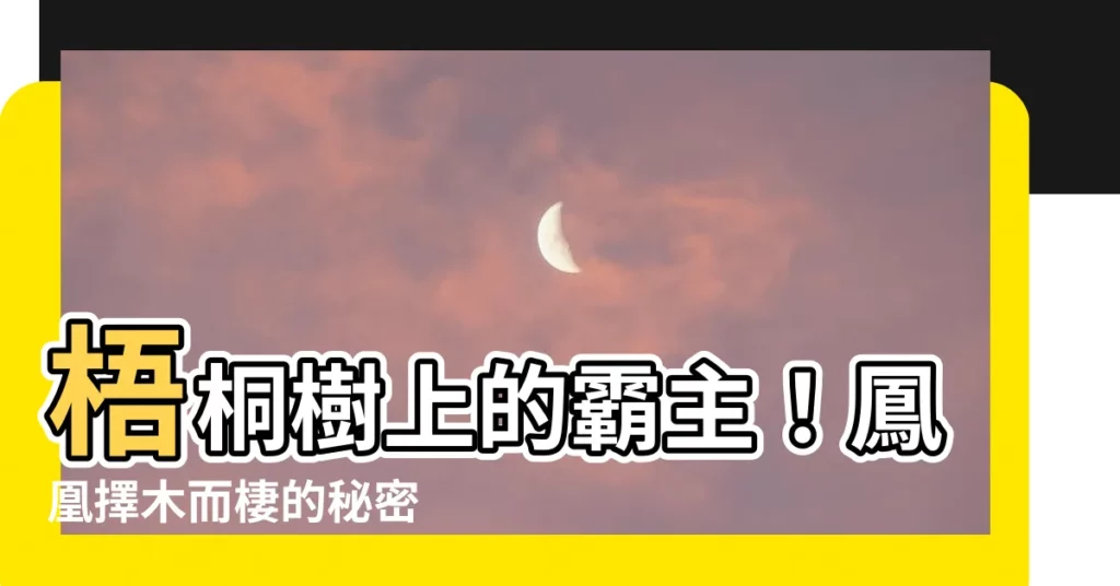 【梧桐樹鳳凰】梧桐樹上的霸主！鳳凰擇木而棲的秘密