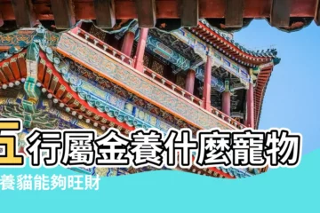 【五行金旺的寵物】五行屬金養什麼寵物好 |養貓能夠旺財運嗎 |養什麼寵物最能催旺你的運勢 |