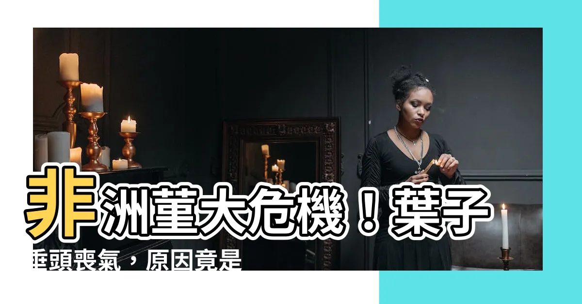 【非洲菫 葉子下垂】非洲菫大危機！葉子垂頭喪氣，原因竟是...
