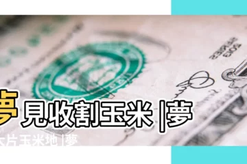 【夢到玉米地裏收玉米】夢見收割玉米 |夢見大片玉米地 |夢見大片玉米地 |