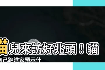 【貓自己跑進來】貓兒來訪好兆頭！貓咪自己跑進家預示什麼？