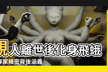 【飛蛾 親人】親人離世後化身飛蛾？專家揭密背後涵義