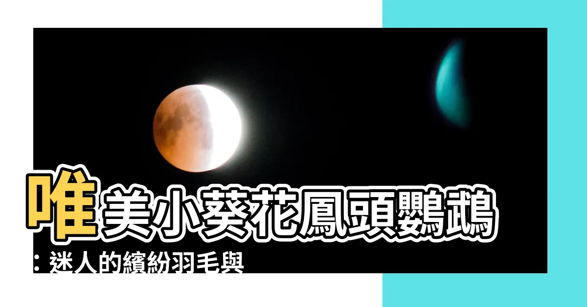 【小葵花鳳頭鸚鵡】唯美小葵花鳳頭鸚鵡：迷人的繽紛羽毛與温馨的鳥鳴