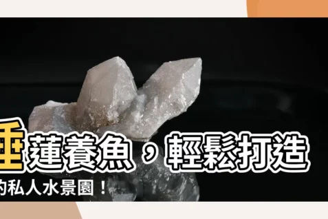 【睡蓮養魚】睡蓮養魚，輕鬆打造你的私人水景園！