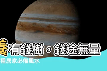 【有錢樹】養有錢樹，錢途無量！7種居家必備風水好植栽
