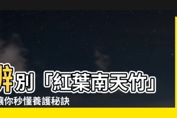 【紅葉南天竹】辨別「紅葉南天竹」：讓你秒懂養護秘訣