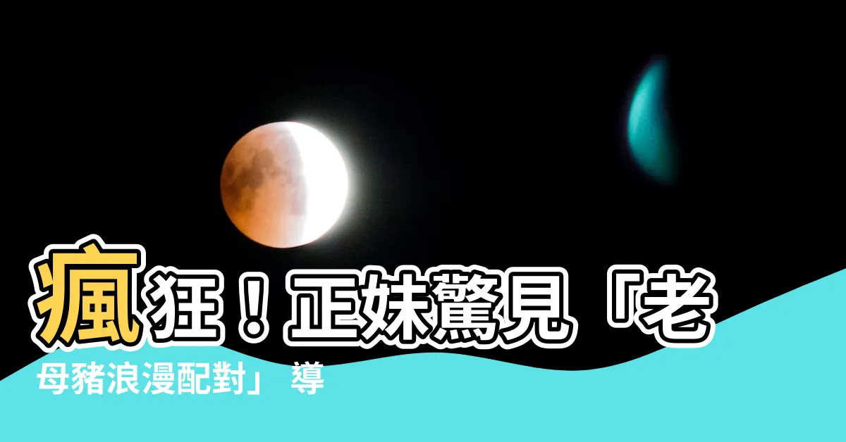 【老母豬】瘋狂！正妹驚見「老母豬浪漫配對」 導航竟開始唱起情歌！