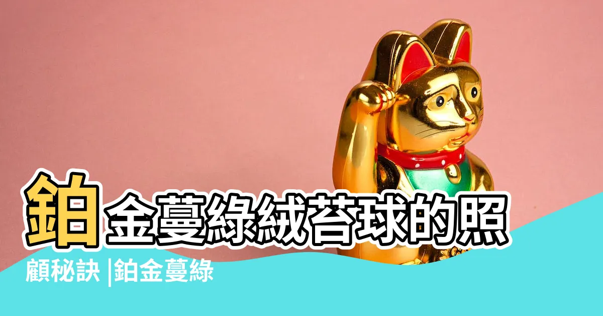 【金鑽蔓綠絨風水】鉑金蔓綠絨苔球的照顧秘訣 |鉑金蔓綠絨好養嗎 |風水寓意 |