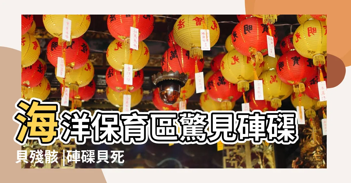 【硨磲貝殼】海洋保育區驚見硨磲貝殘骸 |硨磲貝死亡 |墾丁後壁湖 |