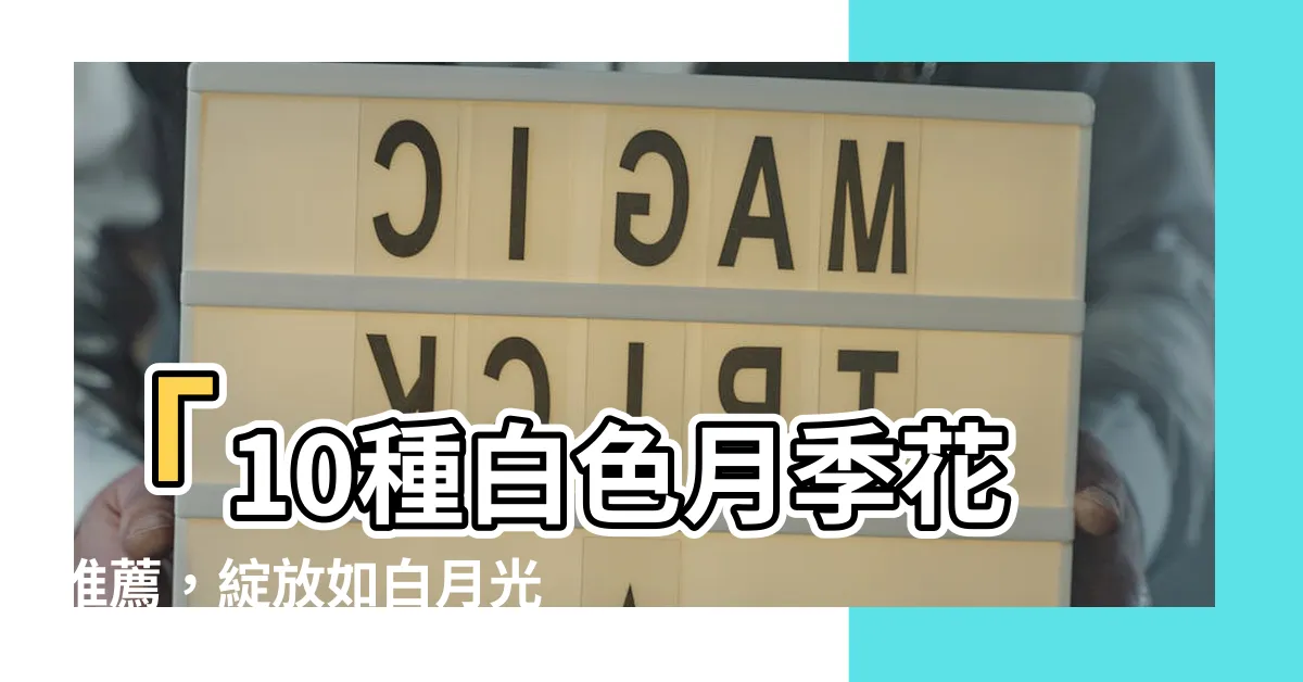 【白色月季花】「10種白色月季花推薦，綻放如白月光的花海！」