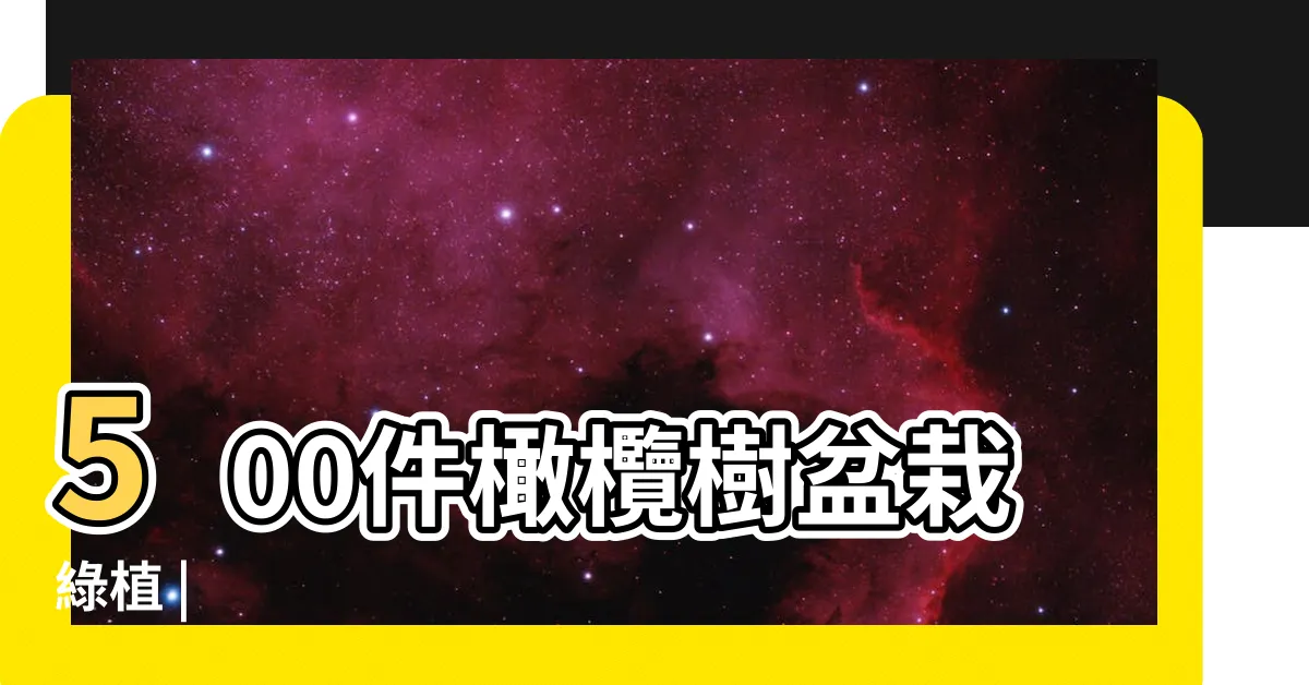 【橄欖樹盆栽】500件橄欖樹盆栽綠植 |