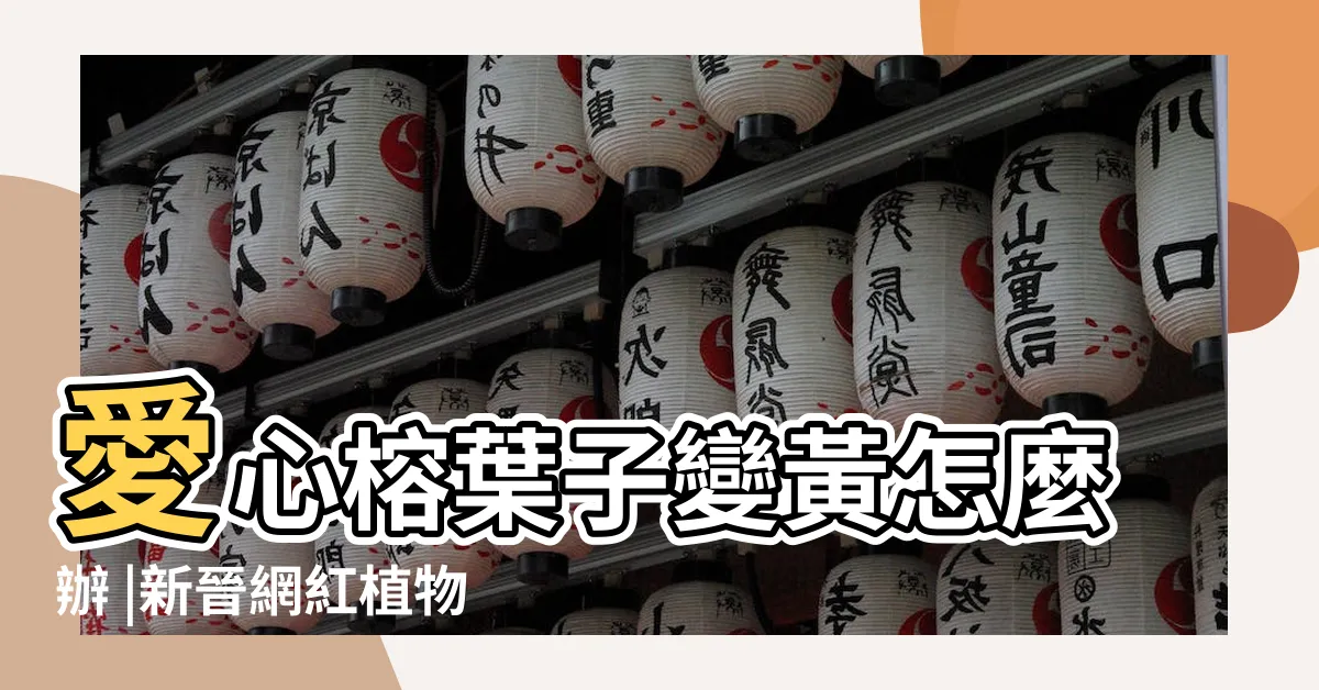 【愛心榕 照顧】愛心榕葉子變黃怎麼辦 |新晉網紅植物愛心榕的選購和養護建議 |繁殖指南 |