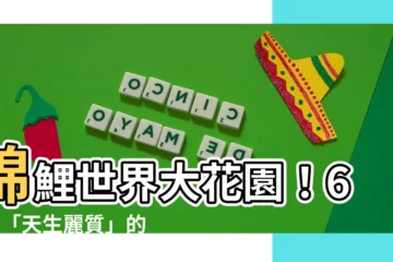 【錦鯉 種類】錦鯉世界大花園！61種「天生麗質」的種類大揭秘