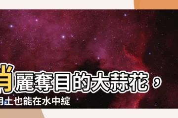 【大蒜花】俏麗奪目的大蒜花，不用土也能在水中綻放