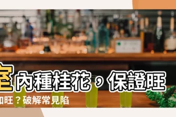 【桂花可以種室內嗎】室內種桂花，保證旺上加旺？破解常見陷阱，讓你的桂花四季飄香