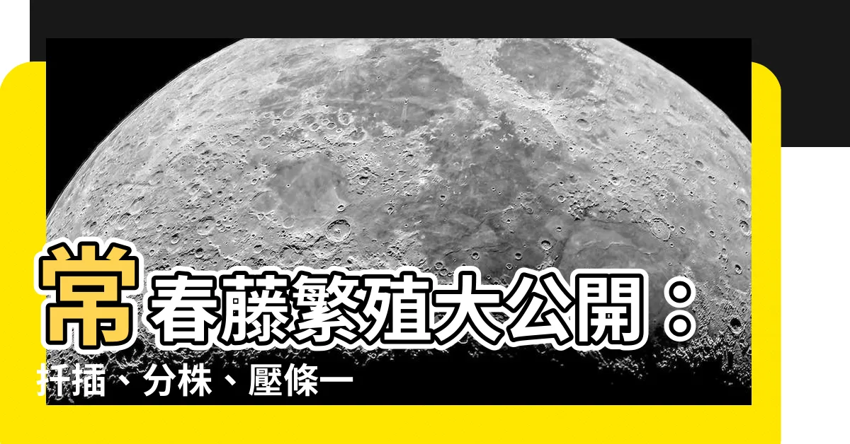 【常春藤 繁殖】常春藤繁殖大公開：扦插、分株、壓條一次滿足！