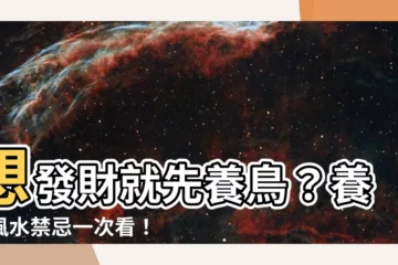 【養鳥風水】想發財就先養鳥？養鳥風水禁忌一次看！