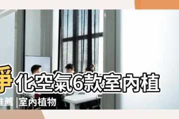 【房間怎樣擺放植物】淨化空氣6款室內植物推薦 |室內植物擺放風水禁忌有哪些 |卧室植物擺放的風水講究 |
