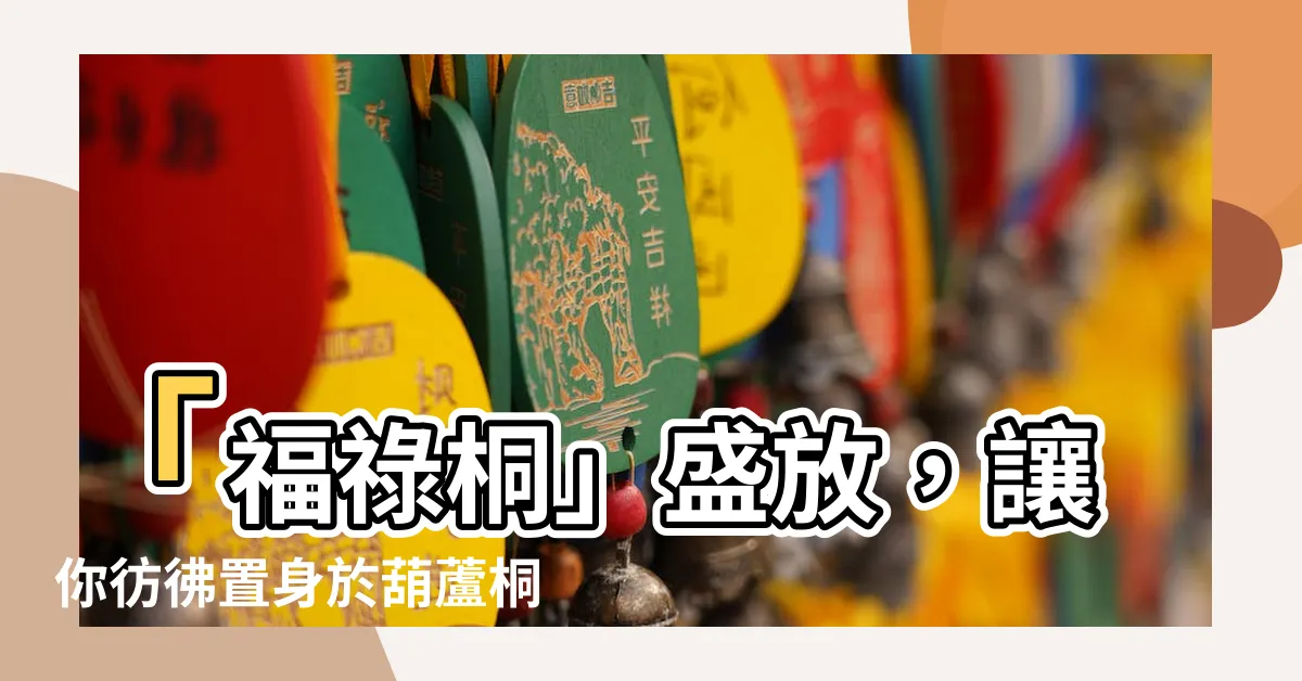 【葫蘆桐】「福祿桐」盛放，讓你彷彿置身於葫蘆桐仙境！