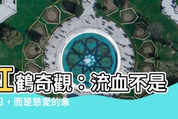 【紅鶴流血】紅鶴奇觀：流血不是殘忍，而是慈愛的象徵