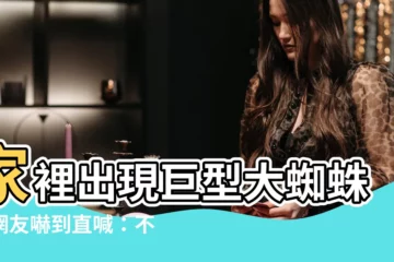 【家裏有大蜘蛛】家裡出現巨型大蜘蛛！網友嚇到直喊：不要殺牠，還有驚人用途