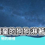 【淋雨的狗】被遺棄的狗狗淋著雨睡在地上，牠的眼裡充滿了絕望與無助