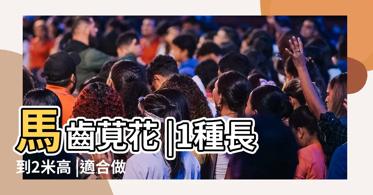 【馬齒莧種類】馬齒莧花 |1種長到2米高 |適合做盆景 |