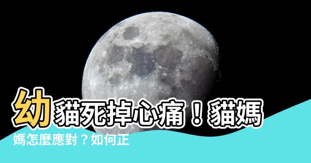 【幼貓死掉怎麼處理】幼貓死掉心痛！貓媽媽怎麼應對？如何正確處理小貓遺體？