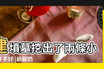 【墳墓裏挖出兩條黃蛇好不好】建墳墓挖出了兩條小蛇好不好 |爺爺奶奶的墓地裏發現一條小蛇 |建墳墓挖出了兩條小蛇好不好 |