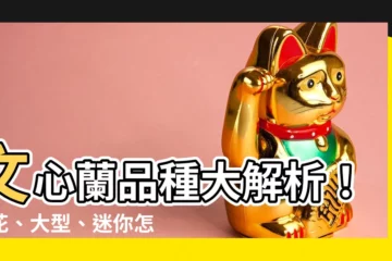 【文心蘭 品種】文心蘭品種大解析！盆花、大型、迷你怎麼選？花開不斷的秘訣公開