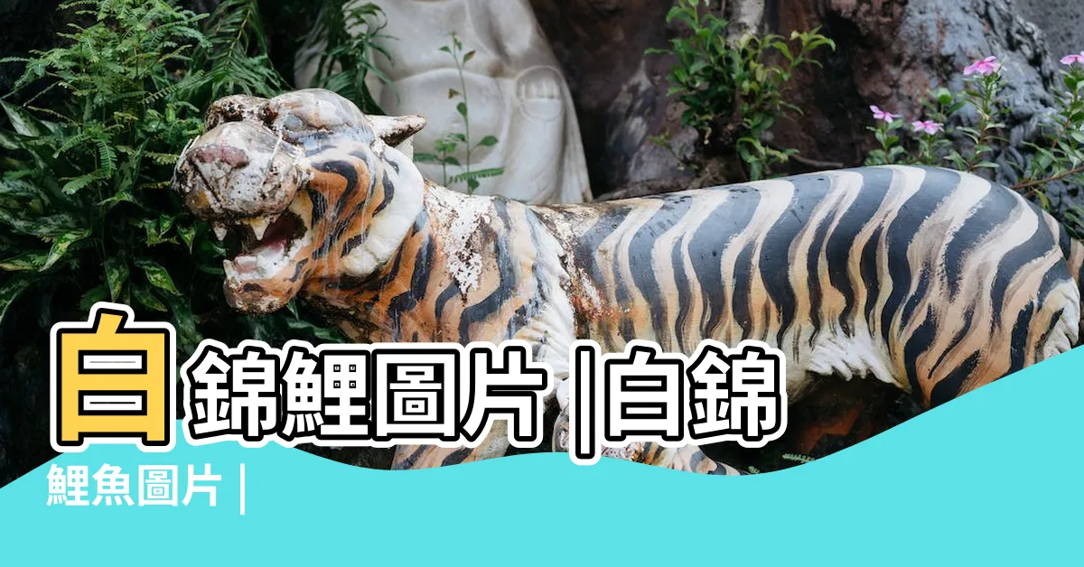 【白錦鯉】白錦鯉圖片 |白錦鯉魚圖片 |