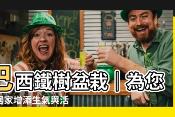 【巴西鐵樹盆栽】巴西鐵樹盆栽｜為您的居家增添生氣與活力