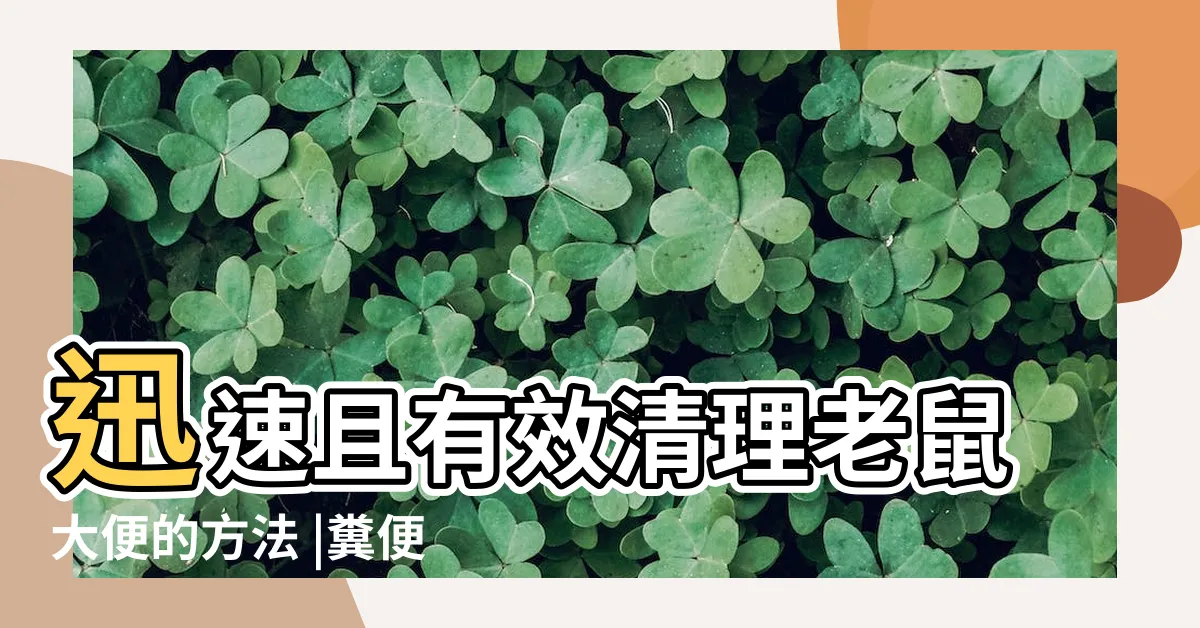 【老鼠大便長怎樣】迅速且有效清理老鼠大便的方法 |糞便什麼樣子 |老鼠屎長怎樣 |