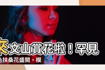 【黃色扶桑花】來文山賞花啦！罕見黃色扶桑花盛開，模樣亮眼惹人愛