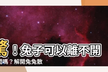 【兔子可以養在房間嗎】驚！兔子可以離不開房間嗎？解開兔兔散養迷思！