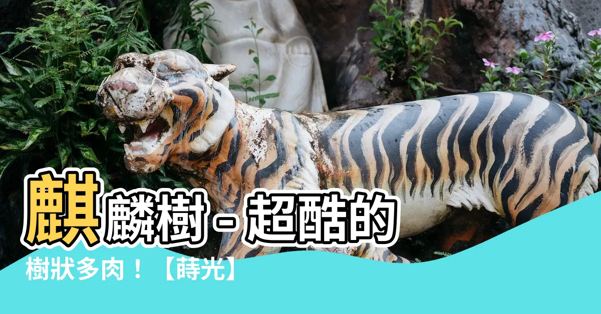 【麒麟樹】麒麟樹 - 超酷的樹狀多肉！【蒔光】