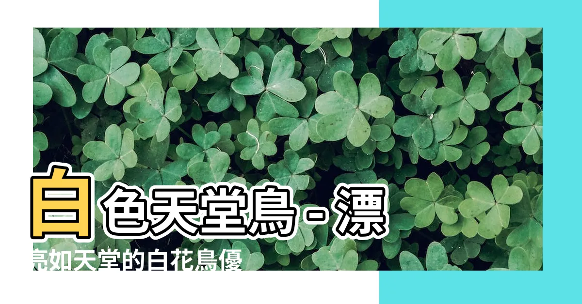 【白色天堂鳥】白色天堂鳥 - 漂亮如天堂的白花鳥優惠大放送！