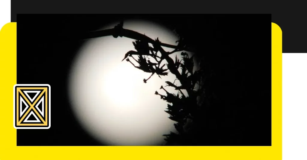 【他是烈火與驕陽線上】🔥