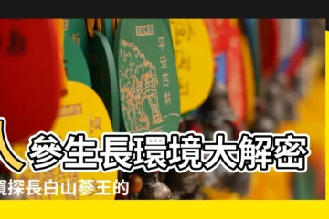 【人參生長環境】人參生長環境大解密！窺探長白山蔘王的神奇孕育地