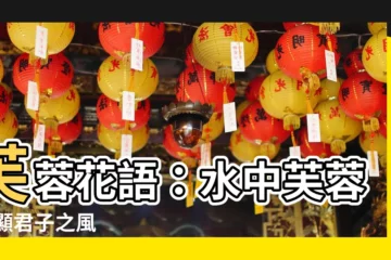 【芙蓉花語】芙蓉花語：水中芙蓉 盡顯君子之風