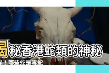 【香港蛇】揭秘香港蛇類的神秘世界！哪些蛇是毒蛇？上網來一探究竟吧！