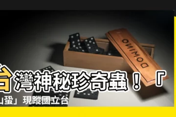 【浙山蛩】台灣神秘珍奇蟲！「浙山蛩」現蹤國立台灣博物館