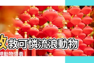 【八月有收狗的嗎】救救可憐流浪動物 |香港動物領養 |Adoption |