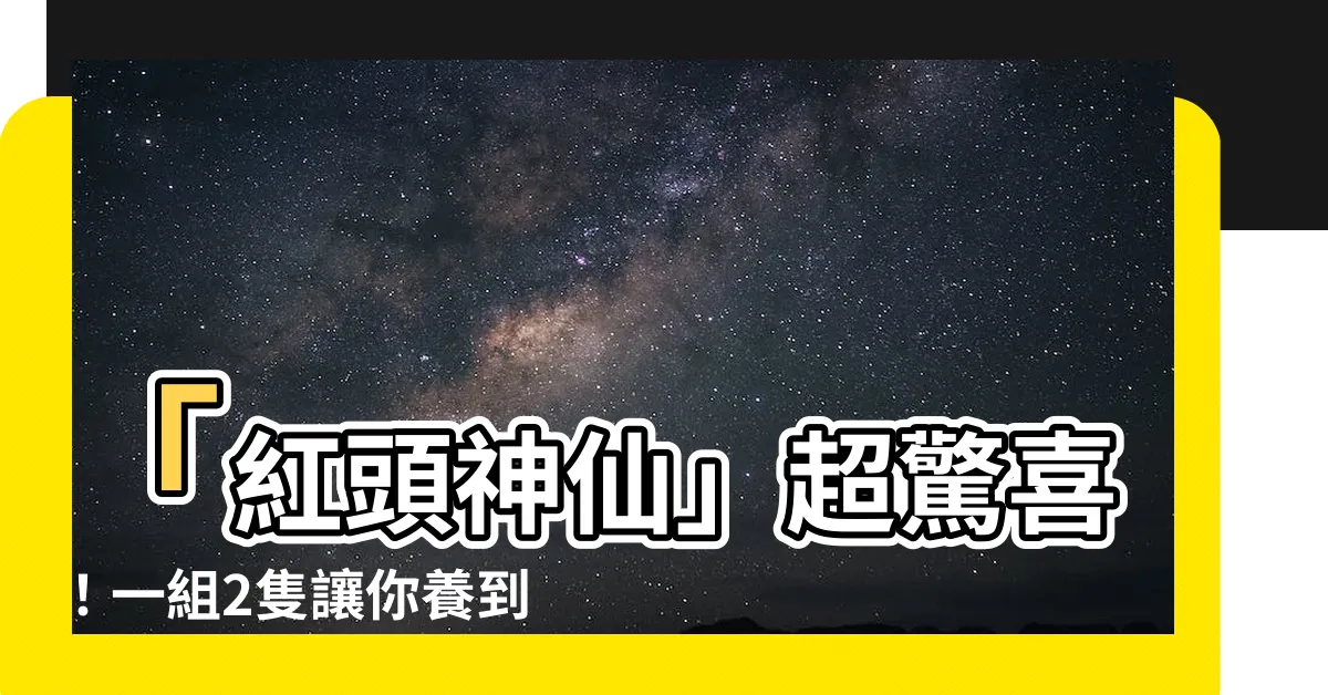 【紅頭神仙】「紅頭神仙」超驚喜！一組2隻讓你養到滿水族箱